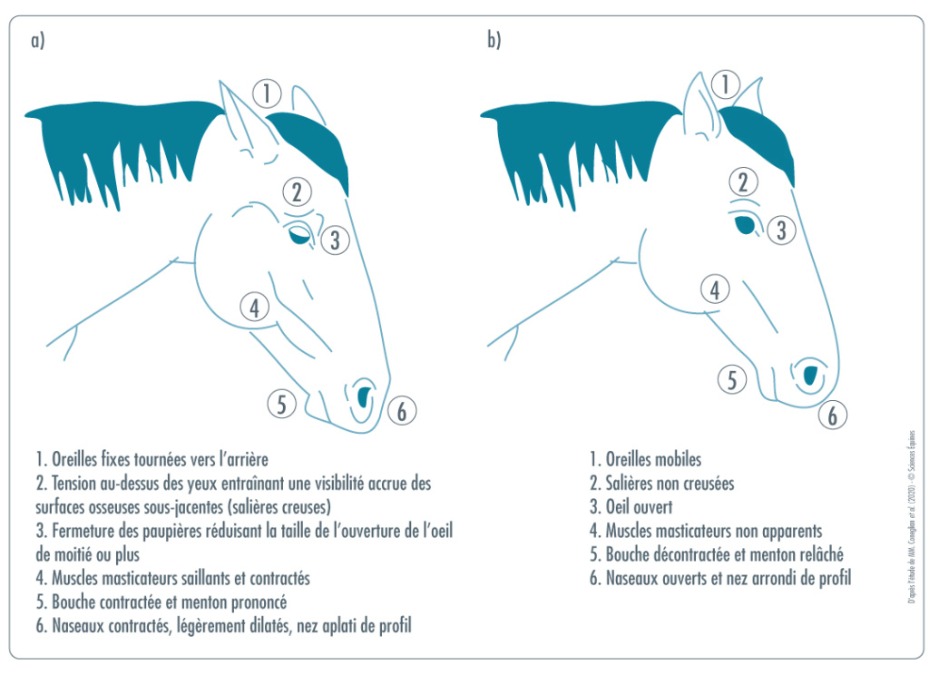Figure 2 : a. Cheval exprimant de la douleur (d’après Dalla Costa et al., 2014) b. Cheval ne montrant aucun signe de douleur