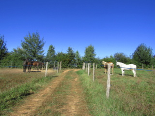 La photo montre des chevaux sous un abri, cherchant un refuge contre les insectes pendant une journée ensoleillée et estivale.