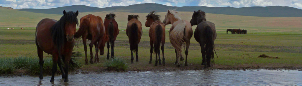 banniere chevaux eau