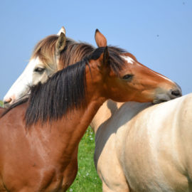 [Résumé] Gratter le garrot fait baisser le rythme cardiaque du cheval – Feh et de Mazières., 1993