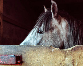 [Résumé] Les jeunes chevaux hébergés en groupe apprennent plus vite et sont moins dangereux pour l’homme – Sondergaard et Ladewig., 2004