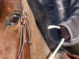 [Résumé] La nervosité du cavalier se transmet-elle au cheval? Keeling., 2009