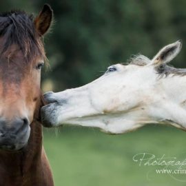 [Résumé] Interactions sociales et composition des groupes de chevaux – Jørgensen et al., 2009