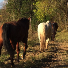 Un WE pour observer les déplacements des chevaux