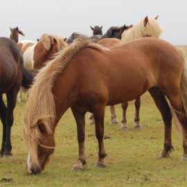 [Résultats d’enquête] Les déplacements des chevaux au parc