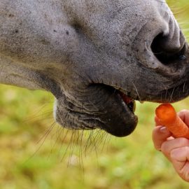 [Résumé] Les chevaux sont-ils plus réceptifs à la friandise ou aux caresses ? – Sankey et al., 2010