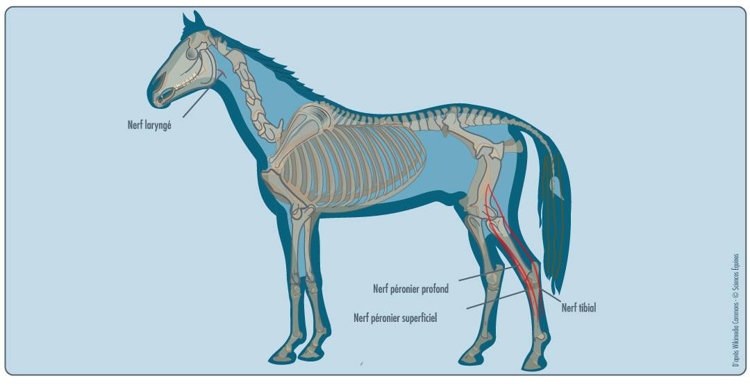 Profil d'un cheval montrant, en rouge, les nerfs atteints par le harper associé aux pâtures: ils relient les muscles de la cuisse au canon, en face antérieure et postérieure.