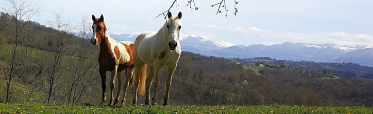 Bannière montrant un cheval curieux en premier plan et un autre un peu plus circonspect en arrière-plan