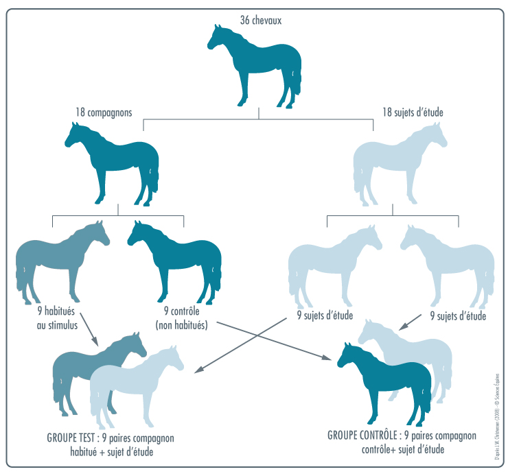 Illustration de la composition des paires de chevaux expliquées ci-dessus.