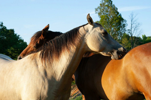 Deux chevaux se grattent mutuellement le garrot