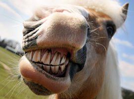 [Résumé]Grimaces faciales : quand votre cheval vous dit qu’il a mal aux dents… M.M. Coneglian et al. , 2020