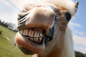 Gros plan sur les dents d'un cheval