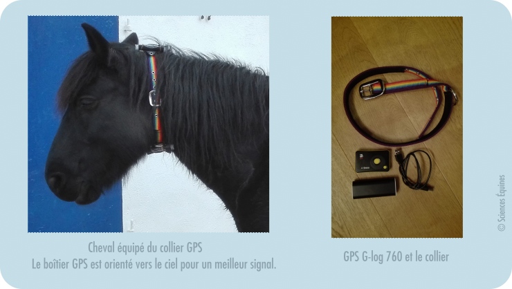 Figure 2. A gauche, cheval équipé d’un collier GPS ; à droite, photo d’un collier GPS dans son ensemble.