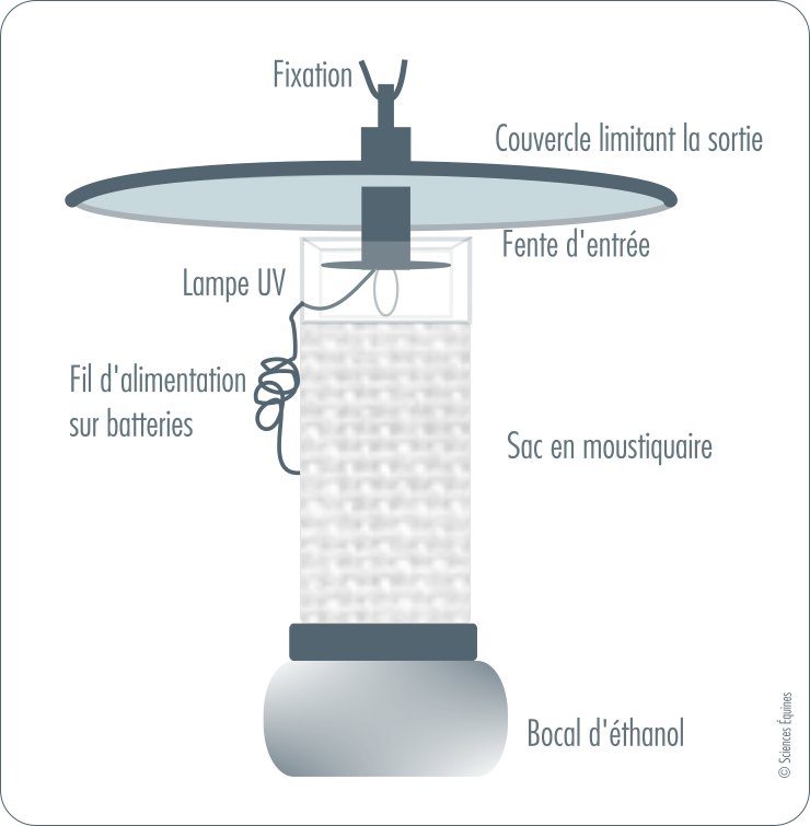 Figure 3: Le piège lumineux à lampe UV se compose d'une petite ampoule UV à l'intérieur d'un récipient transparent ouvert sur le dessus et sans fond. Il est surplombé d'un couvercle métallique. Les insectes sont attirés par la lumière et pénètrent par la fente laissée entre le couvercle et le haut du récipient. Sur la base du récipient est fixé un sac en moustiquaire qui empêche les insectes de repartir, ce sac est lui -même fixé en bas à un bocal contenant de l'éthanol qui asphyxie et collecte les insectes.