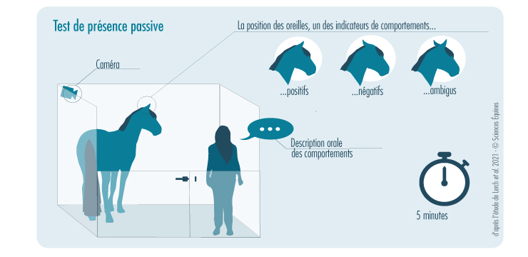 Test de présence passive : une personne se tient immobile dans le box d'un cheval. La position des oreilles est l'un des indicateurs servant à classer les comportements en tant que positifs (oreilles en avant), négatifs (oreilles en arrière) ou ambigus (position des oreilles intermédiaire). Une caméra est placée dans le box pour filmer le test. La personne du test décrit oralement les comportements qu'elle observe, tout en les enregistrant. Le test dure 5 minutes.