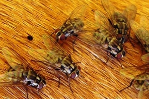 [Résumé]Efficacité comparée de cinq moyens de protection contre les mouches des étables (Stomoxys calcitrans L.), R.S. Mottet et al. (2018)