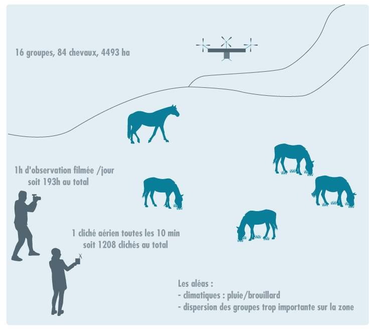 L'image représente le protocole d'observation: deux chercheurs, l'un filme, l'autre pilote un drone au-dessus d'un groupe de chevaux en milieu naturel. 193h de vidéo et 1208 clichés ont été réalisés.
