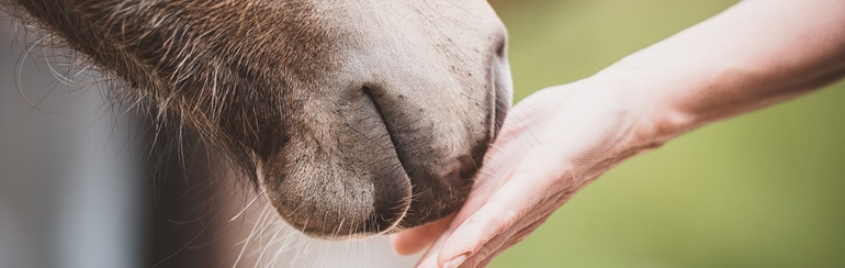 Si l'utilisation de l'ouïe et de la vue dans la détection des humeurs humaines par les chevaux sont déjà étudiées depuis quelques années, l'utilisation de l'odorat l'est beaucoup moins. Les auteurs de cette étude proposent un protocole original pour tenter de mettre en lumière l'importance de ce sens dans la communication inter- espèce Homme - Cheval.