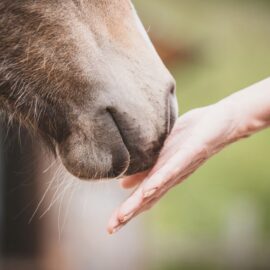 [Résumé] Reconnaissance interspécifique basée sur l’odeur des émotions humaines : les chevaux (Equus ferus caballus) identifient la peur et la joie humaine à partir de leur odeur. – Sabiniewicz et al. (2020)