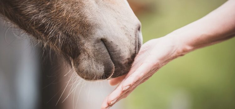 Le nez d'un cheval gris dans la main d'un humain