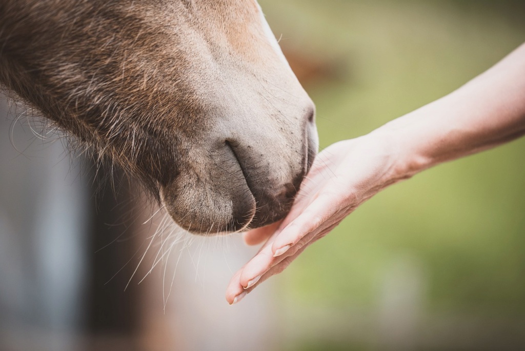 [Résumé] Reconnaissance interspécifique basée sur l’odeur des émotions humaines : les chevaux (Equus ferus caballus) identifient la peur et la joie humaine à partir de leur odeur. – Sabiniewicz et al. (2020)