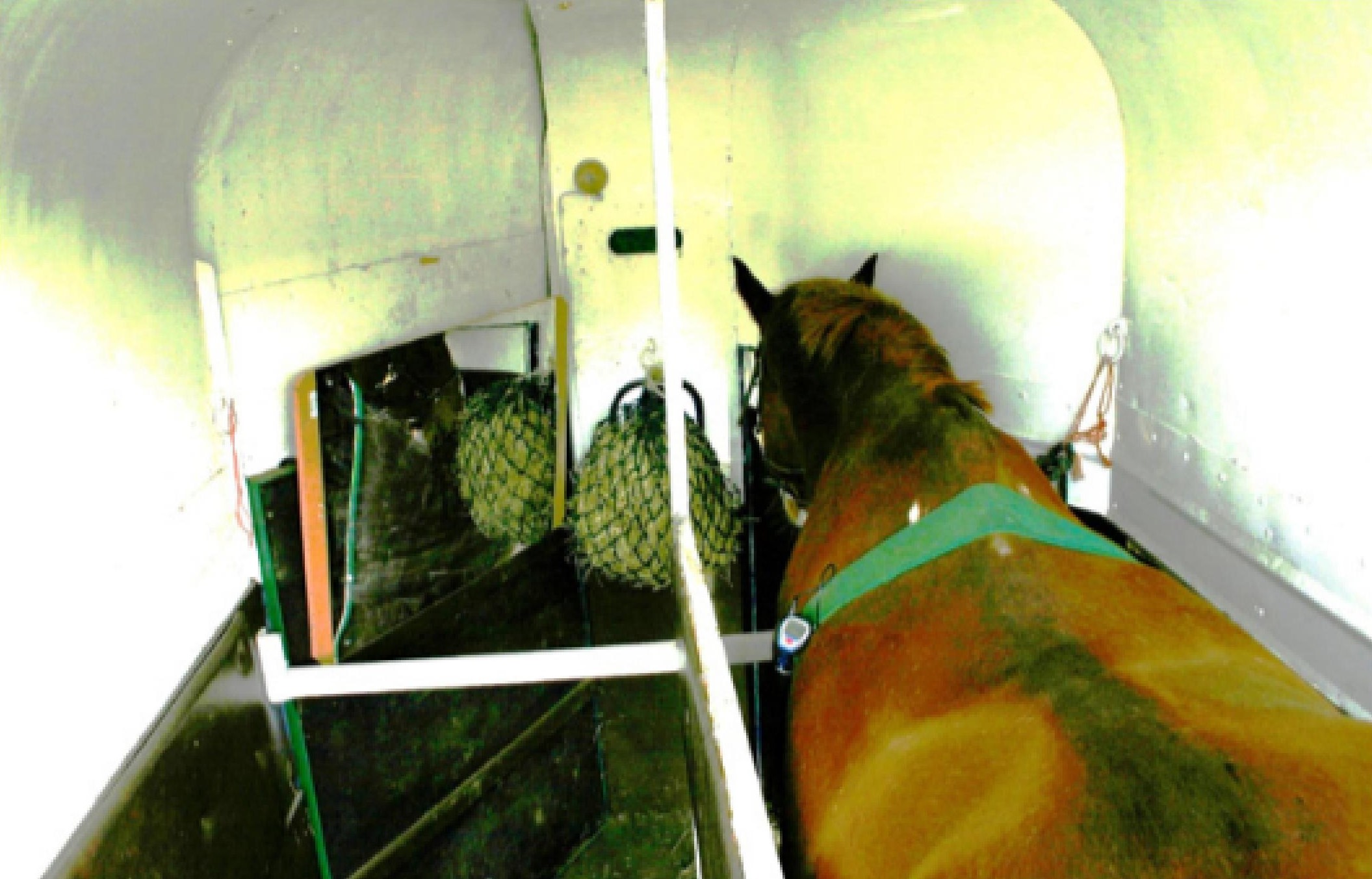 D'après le point de vue de la caméra, on voit un cheval placé dans le van à droite, un filet à foin devant lui ; il porte une ceinture derrière le garrot permettant de mesurer son rythme cardiaque. Le champ de vision de l'appareil est aussi large que possible, permettant de noter une variété de comportements exprimés par le cheval.