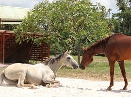 [Résumé] Comportement de repos des chevaux hébergés en groupe selon différents aménagements du sol : tapis en caoutchouc, copeaux et sable – Baumgartner M. et al., 2015