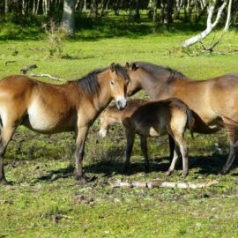[Résumé] Daddy, daddy cool : les relations étalon – poulain dans une horde naturelle de poneys Exmoor – K. Šandlová et al., 2020