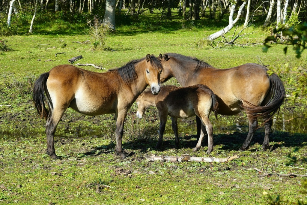 [Résumé] Daddy, daddy cool : les relations étalon – poulain dans une horde naturelle de poneys Exmoor – K. Šandlová et al., 2020