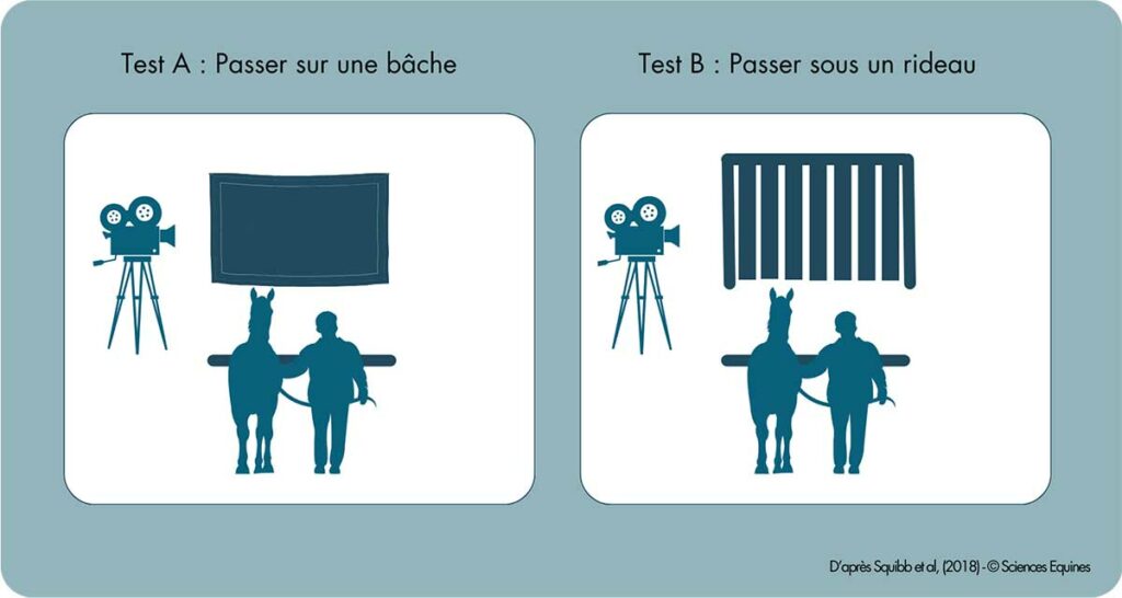 Tableau illustrant les deux tests ayant été effectués sur les chevaux - Test A : passer sur une bâche et Test B : passer sous un rideau. 