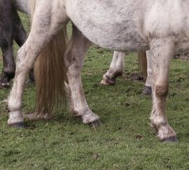 [Résumé] Ingestion de sol par les chevaux de sport au pâturage – Jurjanz Stefan et al., 2021