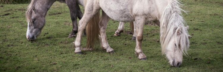 Plusieurs chevaux en train de manger de l'herbe dans un pré.