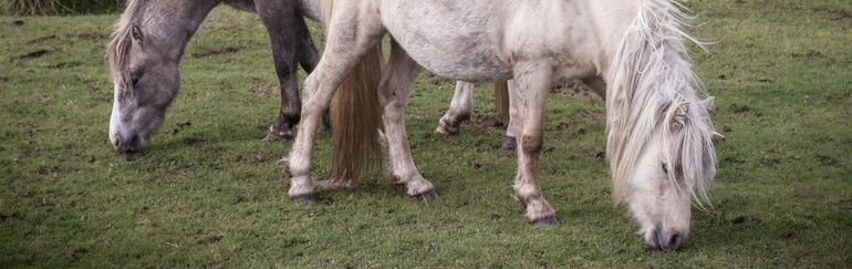 Plusieurs chevaux en train de manger de l'herbe dans un pré.