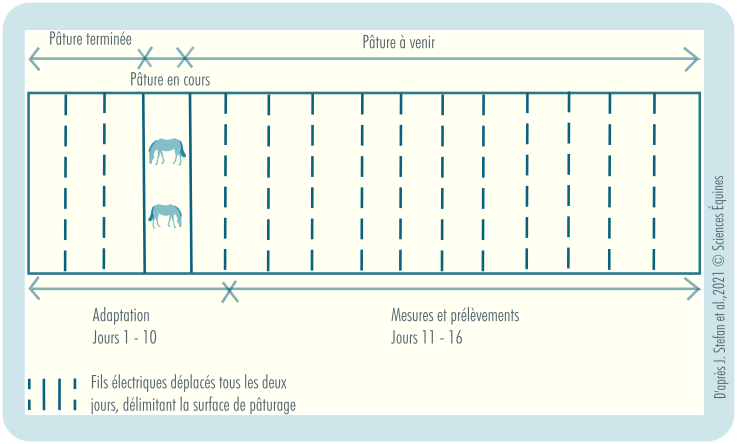 Figure illustrant le protocole de délimitation des parcelles. Les binômes de chevaux sont maintenus dans une partie de leur parcelle grâce à deux fils électriques déplaçables. Tous les deux jours, les fils sont décalés, permettant aux chercheurs de contrôler précisément et d’ajuster la hauteur de l’herbe offerte quotidiennement aux chevaux.