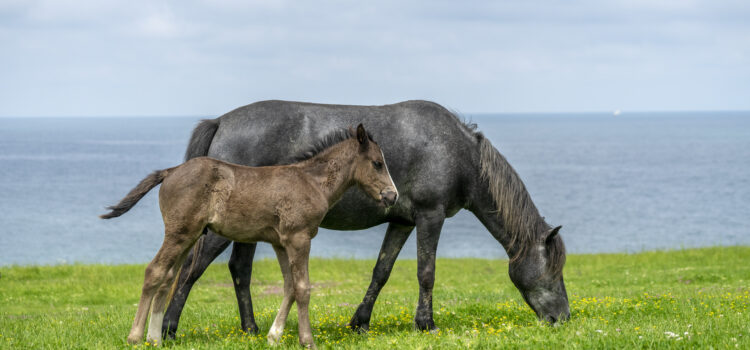 Une jument noir et son poulain mangent de l’herbe près de la mer.
